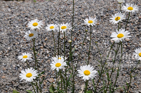 Ox-eye daisy, wild flower, Rocky Mountains Canada