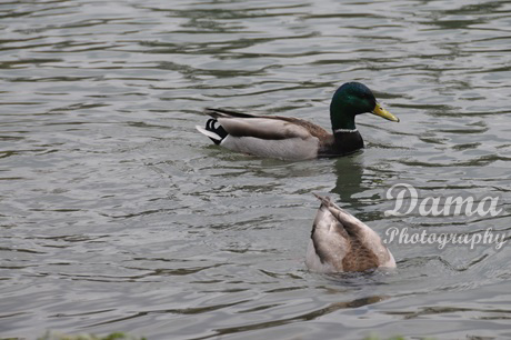 Male Northern Shoveler, dabbling ducks, parklands, Canada