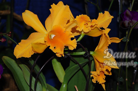 Orange Cattleya orchid