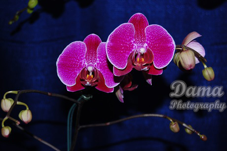 Phalaenopsis orchid