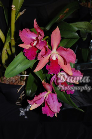 Pink Cattleya Orquid