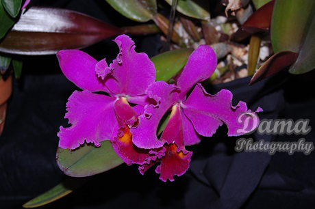 Cattleya orchid