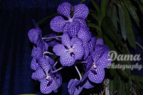 Vanda orchid