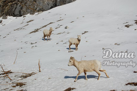 Mountain goats, Kananaskis Country, Alberta, Canada