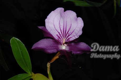 Disa orchid