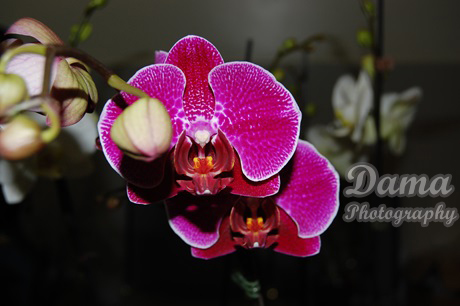 Phalaenopsis orchid