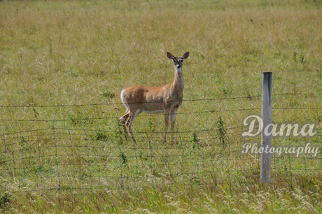 Deer staring at the camera, Beauvais Lake Provincial Park, Picher Creek, Alberta, Canada