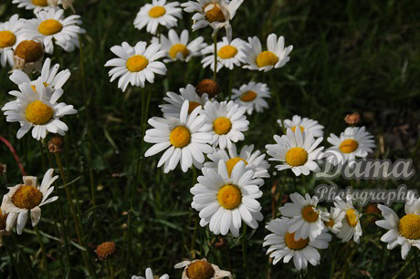 Oxeye daisies, Beauvais Lake Provincial Park, Picher Creek, Alberta, Canada