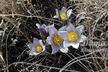 Prairie crocuses in the badlands, Drumheller, Dinosaur Valley, Red Deer River valley, Alberta Canada