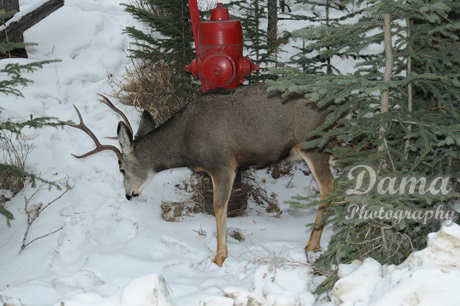 Deer strolling around The Banff Centre (February 2014)