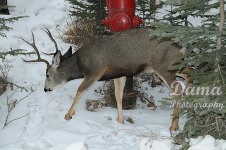 Deer strolling around The Banff Centre (February 2014)