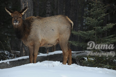 Deer, Banff National Park, Alberta, Canada