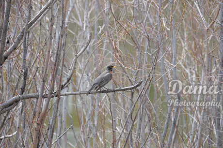 Robin bird in a bush, Fish Creek Park, Calgary, Alberta, Canada