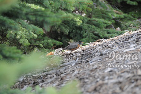 Robin bird, Calgary, Alberta, Canada