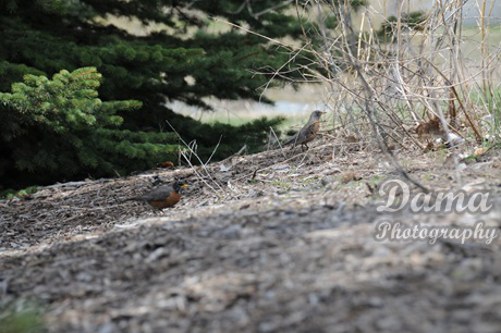 Robin birds, Cagary, Alberta, Canada