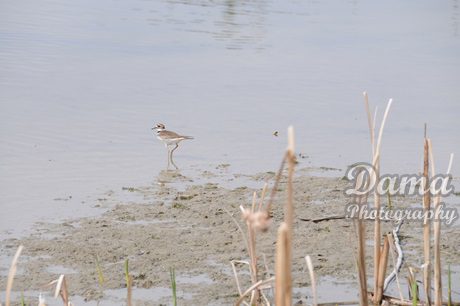 Killdeer, shorebird, Calgary, Alberta, Canada