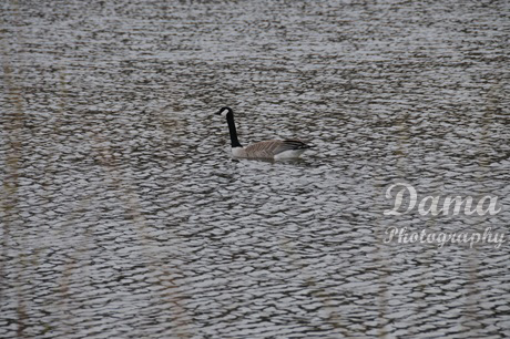 Canada Goose, Fish Creek Park, Calgary, Alberta