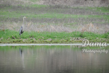 Reflection of a crane, Fish Creek Provincial Park , Calgary, Alberta, Canada