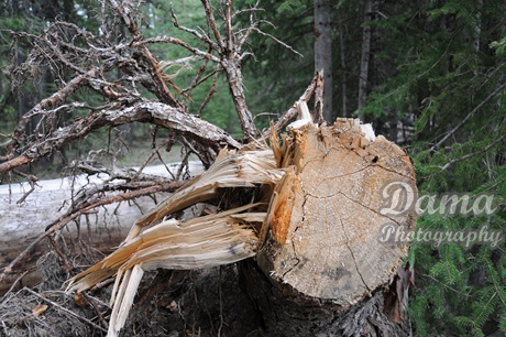 Abandoned wood log, Fish Creek provincial park, Calgar, Alberta, Canada