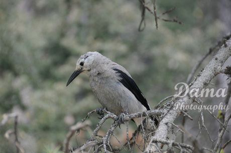 Clark's nutcraker, woodpecker crow, Lake Louise, Banff National Park, Alberta, Canada