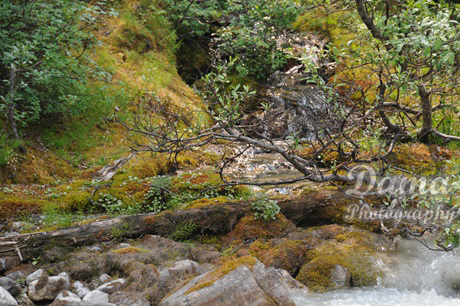 Forrest near Lake Louise, Banff National Park, Alberta, Canada