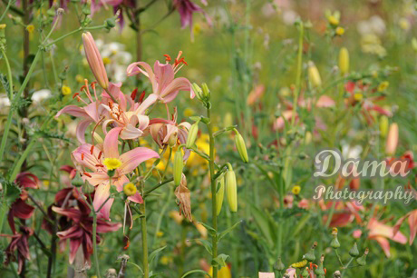 Lilies, The Saskatoon farm, Okotoks, Alberta, Canada