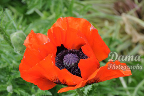 Red poppy flower, Prince's Island Park, Calgary, Alberta, Canada