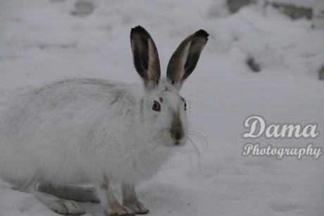 Snowshoe hare staring at the camera