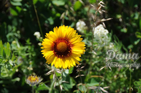 Gaillardia aristata, blanketflower, common gaillardia, Waterton Lakes National Park, Alberta, Canada