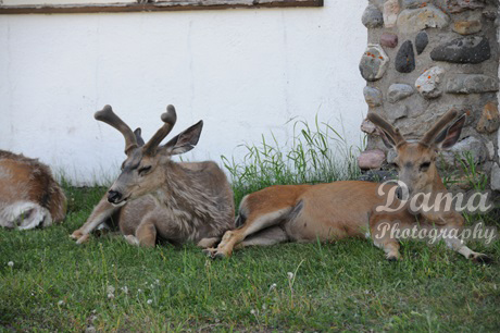 Sitting deers, Waterton town, Alberta, Canada