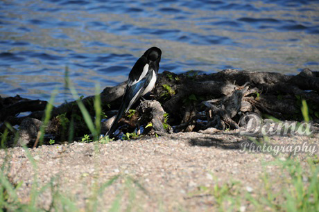 Magpie by the lakeshore, Waterton Lakes National Park, Alberta, Canada