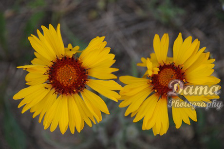  Gaillardia aristata, blanketflower, common gaillardia