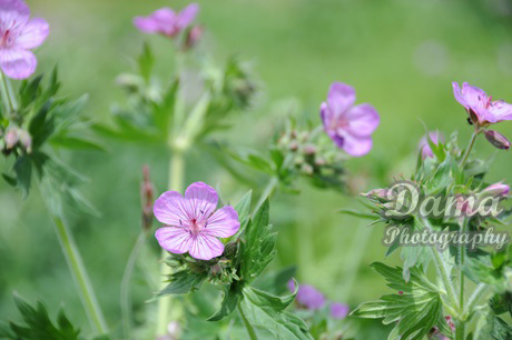 Cranesbill flowers (Waterton Lakes Provincial Park, Alberta, Canada)