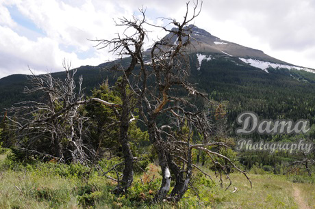 Dead trees, Waterton Lakes National Park, Alberta, Canada