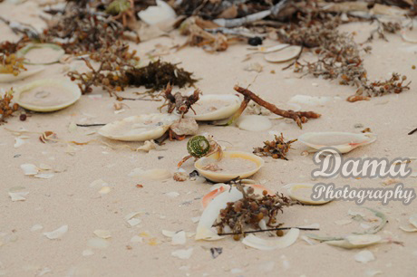 Shells and 'macaos' on the beach shore. Jutia Key, Pinar Del Rio, Cuba