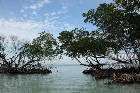 Mangrove trees. Jutia key, Pinar del Rio, Cuba