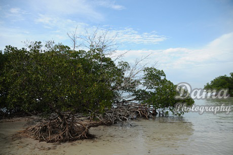 Mangrove trees along the shore. Jutia Key, Pinar del Rio, Cuba