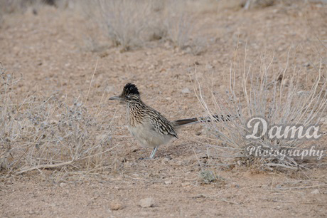 A roadrunner. Red Rock Canyon National Conservation Area, Las Vegas, Nevada, US