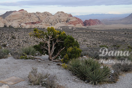 Mojave yucca, blackbrush, junipers and rock formations in the background. Red Rock Canyon National Conservation Area, Las Vegas, Nevada, US